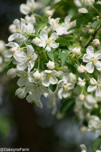 Crabapple-blossom