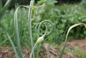 garlic-scape