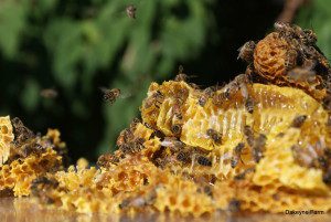 Fresh Honeybees