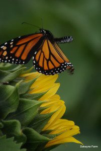 Butterfly landing