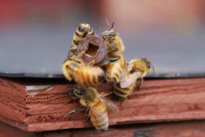 swarm-moved-in