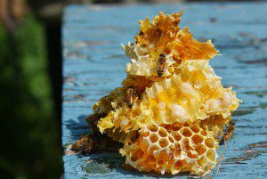 Bees on comb