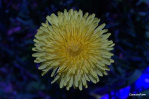 Pollen-Dandelion