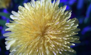 pollinated-dandelion