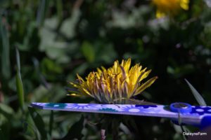 How-to-cut-dandelions