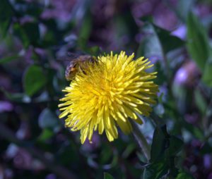 Bee-Dandelion