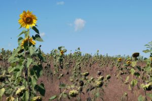 The-last-Sunflower