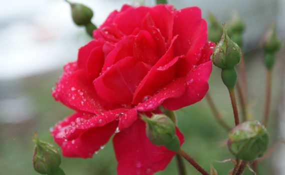 wet-rose