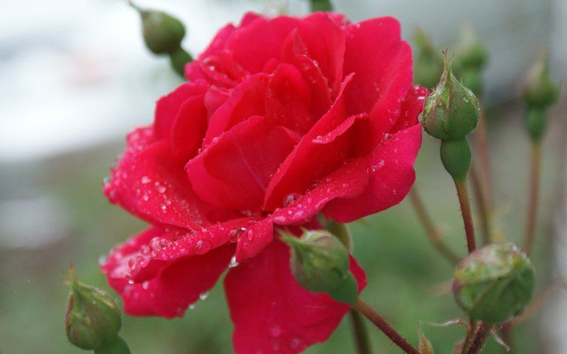 wet-rose