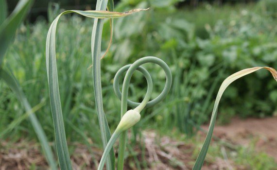 garlic-scape