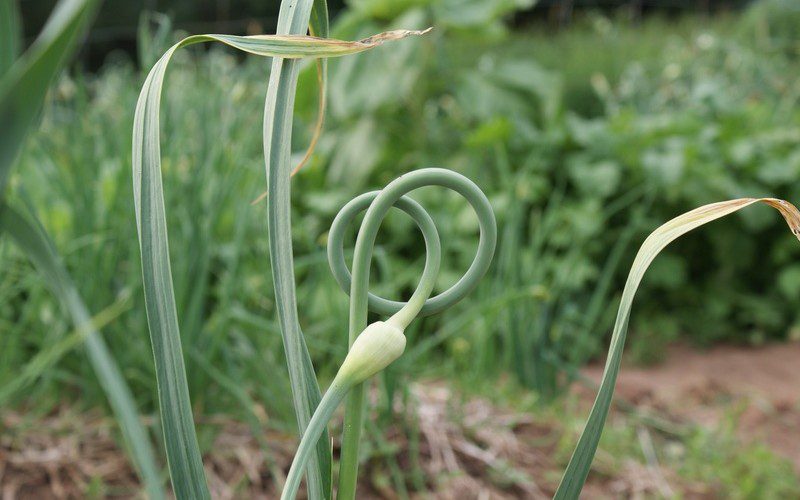 garlic-scape
