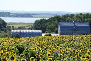 Sunflowers-Avon-River