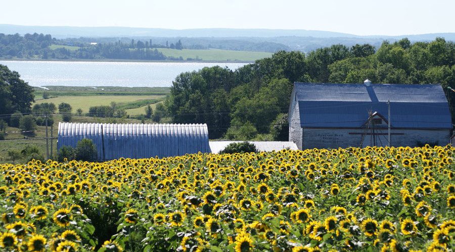 Sunflowers-Avon-River