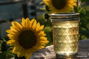 sunflower-jelly