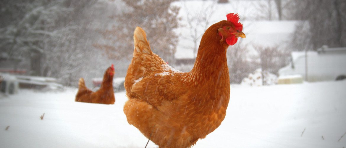 Chicken-snow