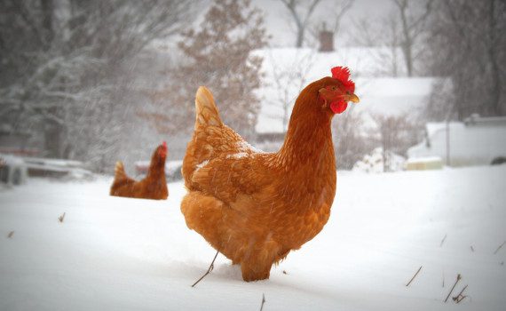 Chicken-snow