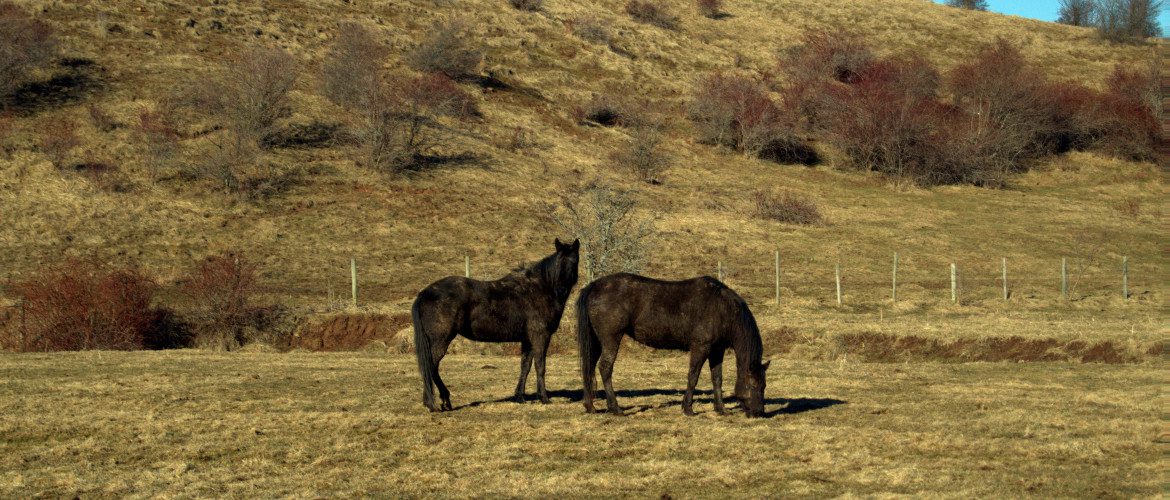 Horses