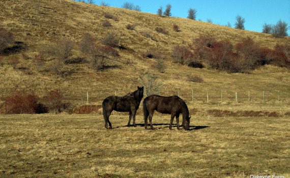 Horses