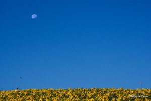 full-moon-sunflowers