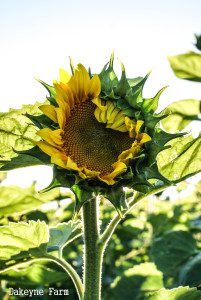 sunflower-opening