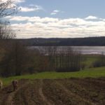 dogs-field