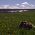 Laddie-Field-Dandelions