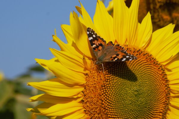 Butterfly Releases