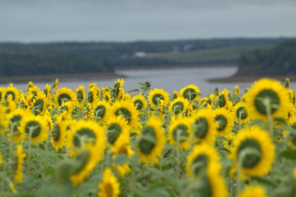 Silent Disco in the Sunflowers