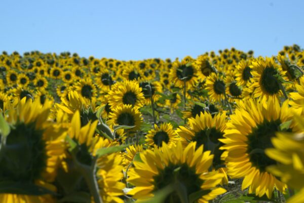 Slow Morning Sundays in the Sunflowers
