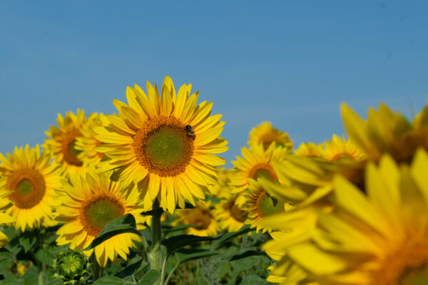 Full Yellow