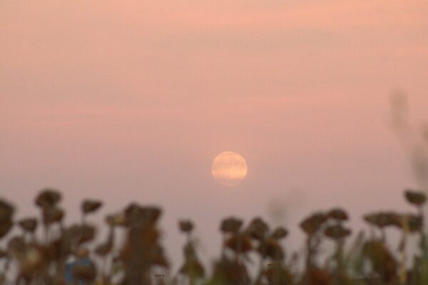 The Late Bloomers